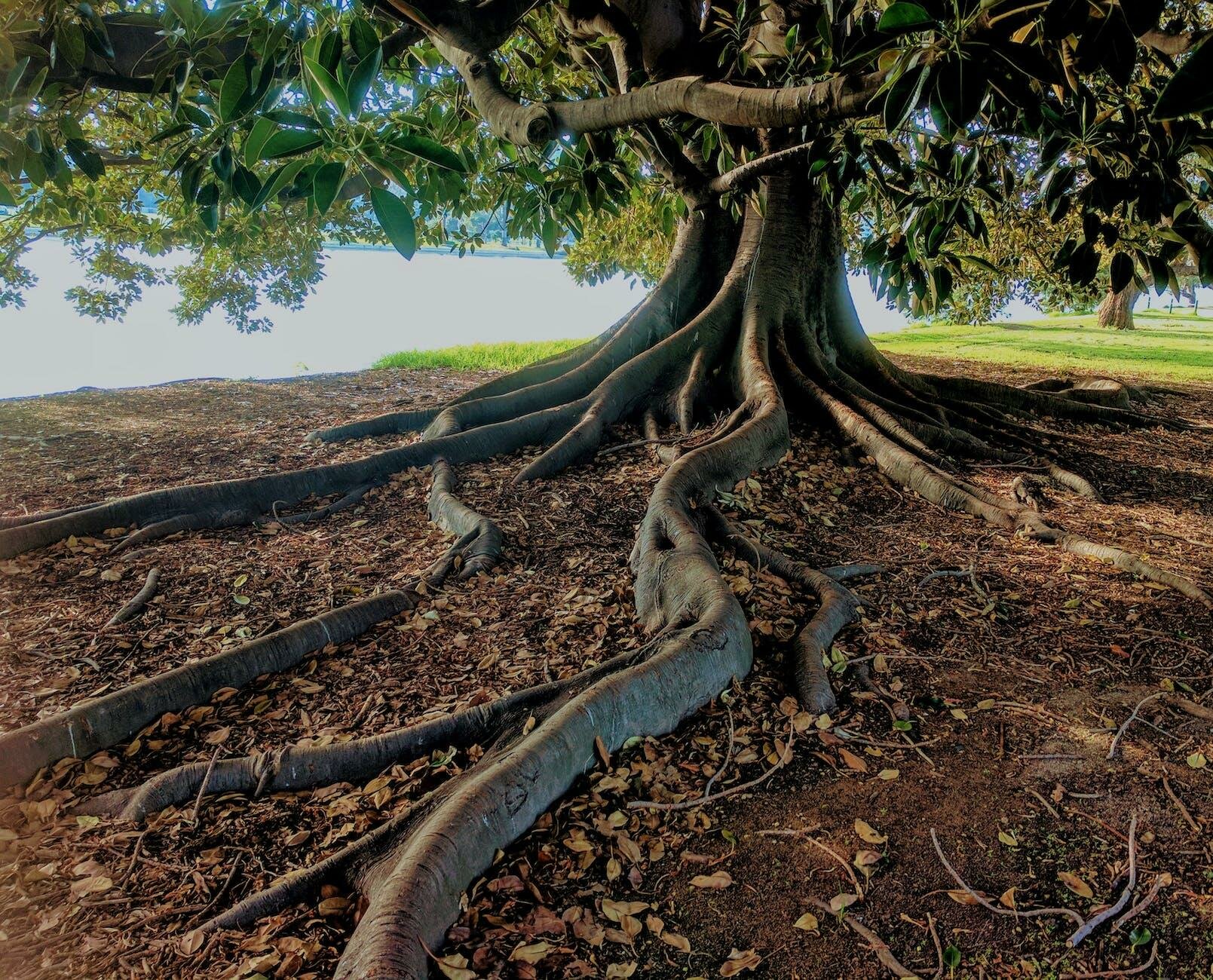 root-chakra-affirmations